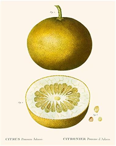 Régi Botanikus Nyomtat | Citrus Wall Art által Tinta Inc. | Konyha Citrom Dekoráció Mediterrán | Set 4, 8x10-es Keretben