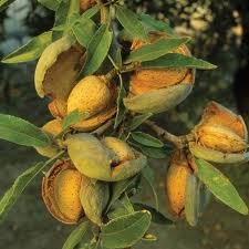 NHR Bio Olajok, Szerves Sárgabarack Olaj (Prunus armeniaca) (10 liter (£26.00/Liter))