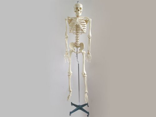 Emberi Csontváz Modell - Életnagyságú Verzió Rugalmas Gerinc Oszlop