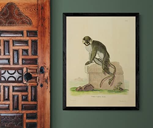 Bajuszú Guenoné Emberszabású Majom Régi Élővilág Osztályteremben Irodai Dekoráció Állattan Antik Illusztráció képzőművészeti Nyomtatás