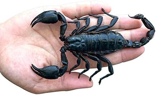 Igazi Keretes Skorpió Kézzel készített Fekete Árnyék Doboz Szárított Egyedi Rovartani Példány Rovar Taxidermia Különlegesség